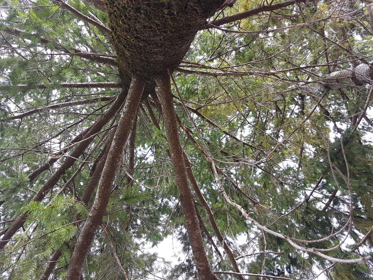 Le Chalet Del Pollino Rotonda Dış mekan fotoğraf